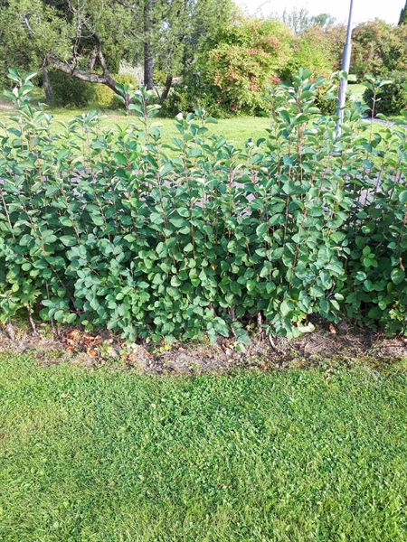 Hautatunnus: NK F C    33-34