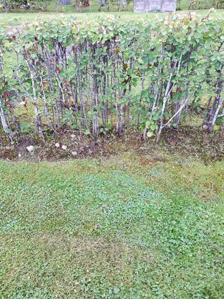 Grave number: NK F A   172