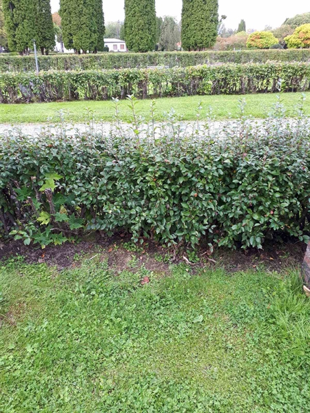 Gravnummer: NK F D   204