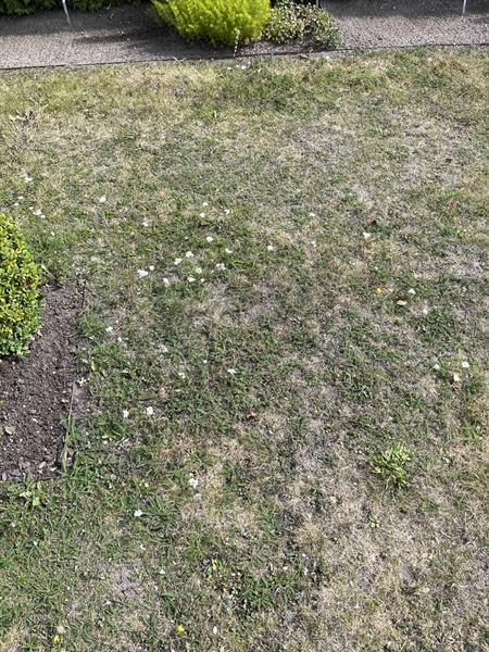 Grave number: NK Urn XVII    31