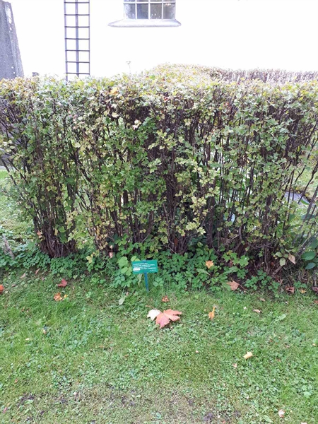 Gravnummer: GK F 1    42