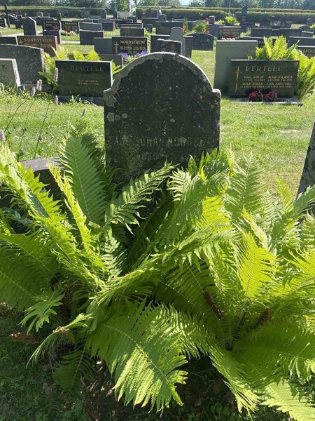 Hautatunnus: N 5 2   263