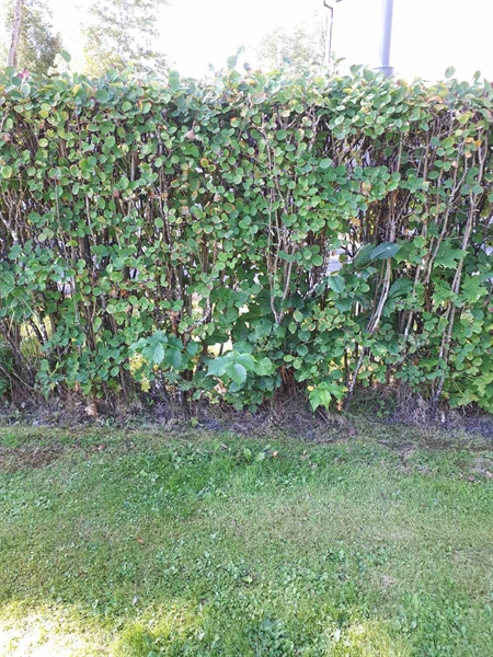 Hautatunnus: NK F G     5