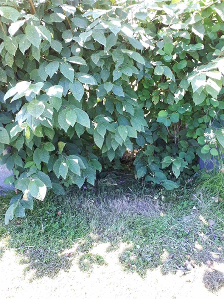 Hautatunnus: GK A 5   150H