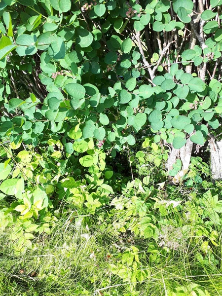 Hautatunnus: GK A 5   201H