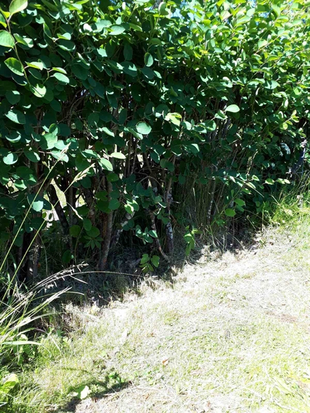 Hautatunnus: GK A 5   143H