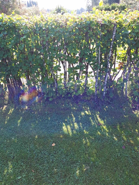 Hautatunnus: NK F G   236