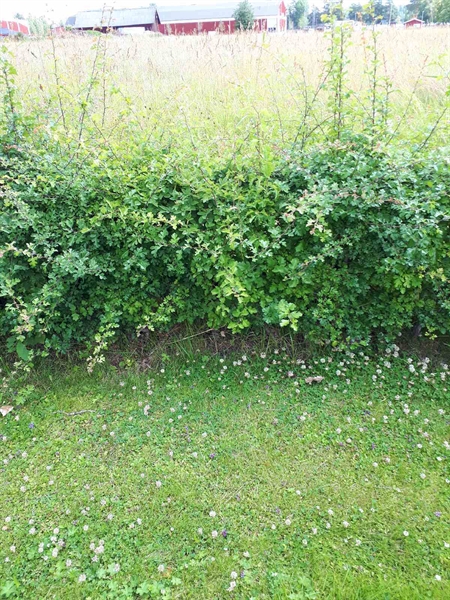 Gravnummer: GK F 5   490