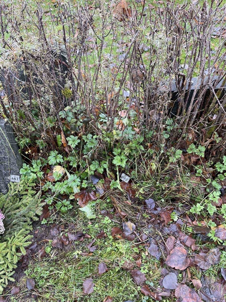 Gravnummer: GK A 3   448