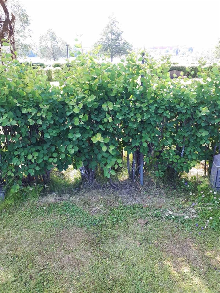 Hautatunnus: GK A 5   164H