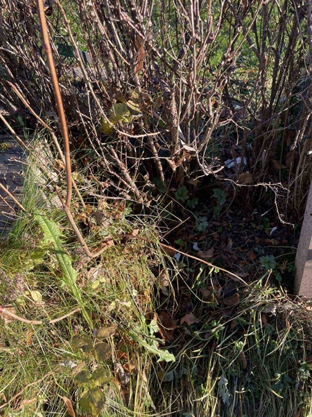 Gravnummer: GK A 3   560