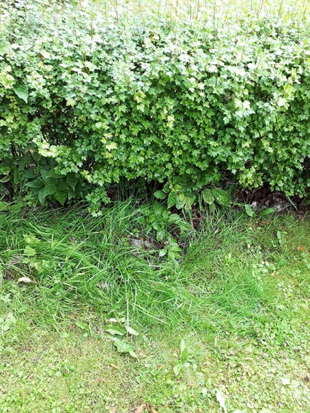 Hautatunnus: GK F 5   581