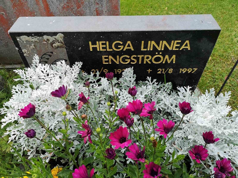 Hautatunnus: VLM 11    29:1