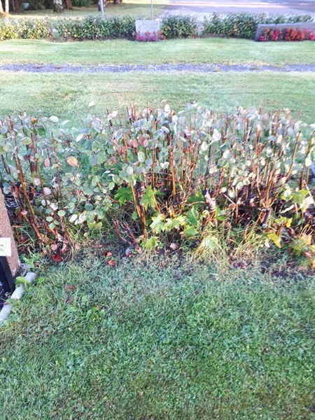 Gravnummer: NK F B    26