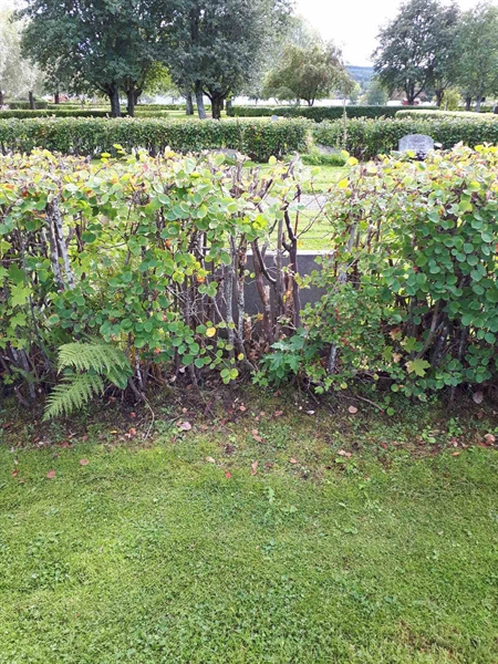 Hautatunnus: NK F B   109