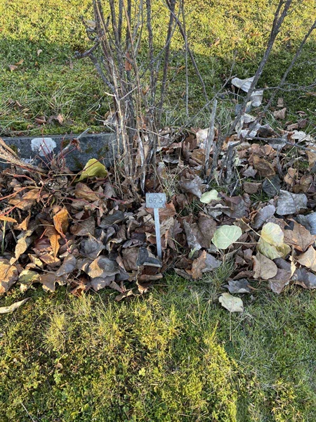 Gravnummer: GK A 3   573