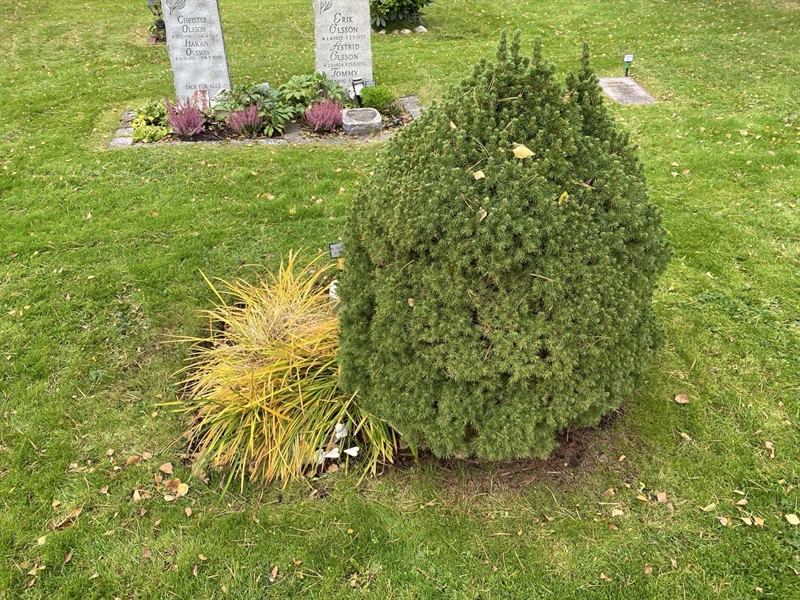 Hautatunnus: 2 C   577-578