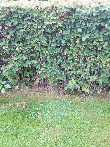 Gravnummer: NK F G   140