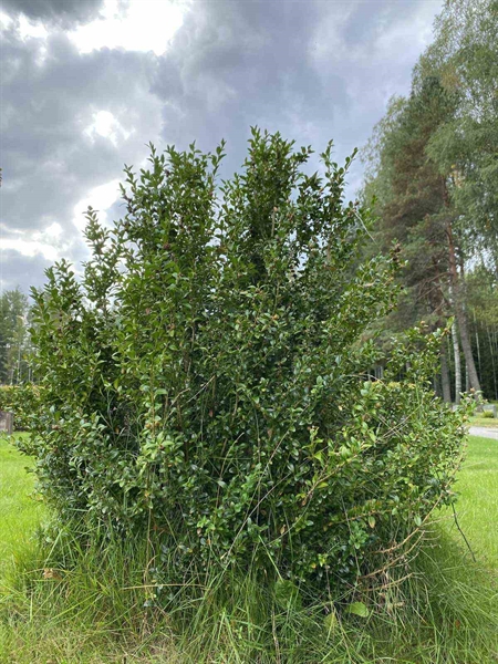 Hautatunnus: 1 19    173, 174