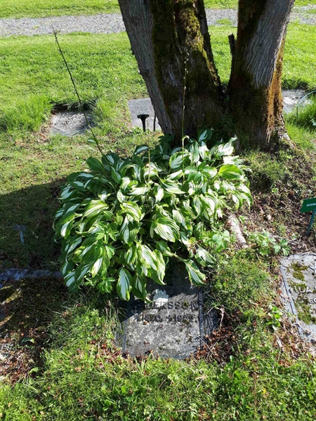 Gravnummer: NK A A   245