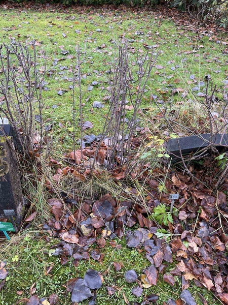 Gravnummer: GK A 3   445