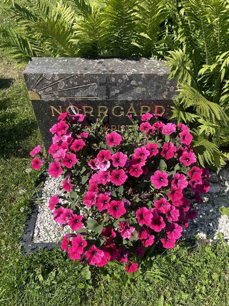 Hautatunnus: N 5 2   221