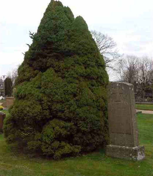 Grave number: SN G    49