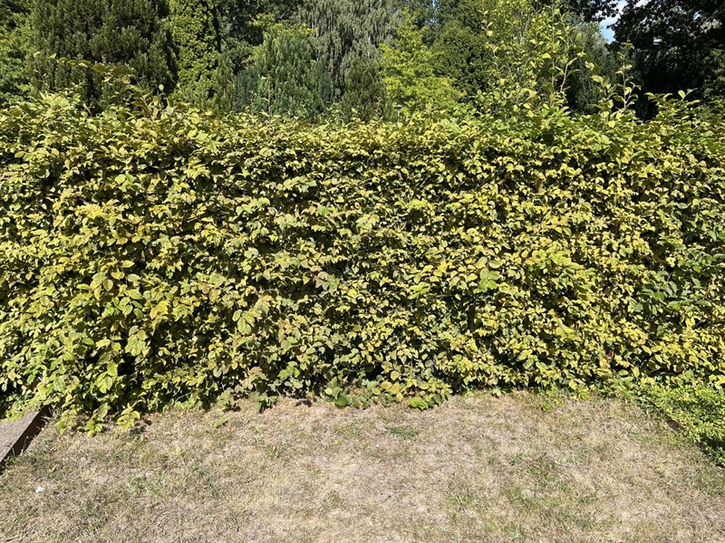 Grave number: NK XI   115