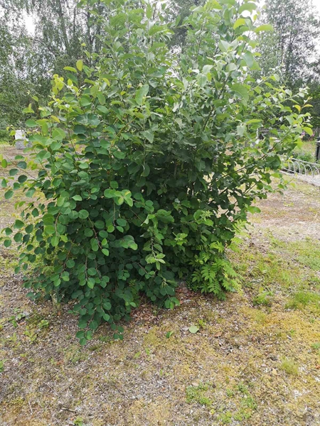 Gravnummer: SK N    16