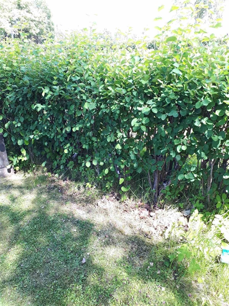 Hautatunnus: GK A 5   127H