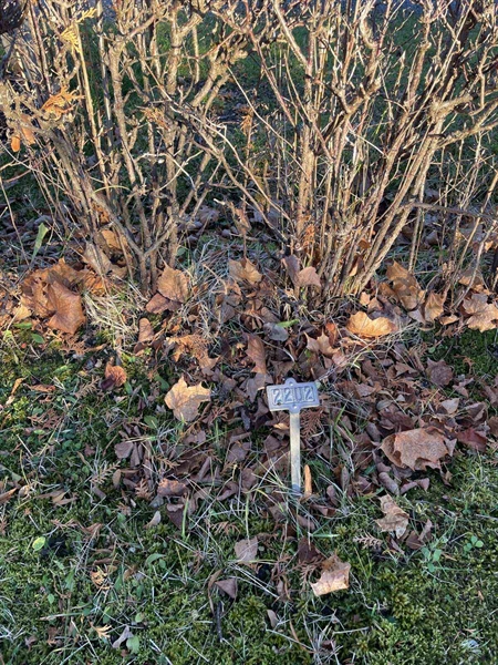 Hautatunnus: GK U 2    22