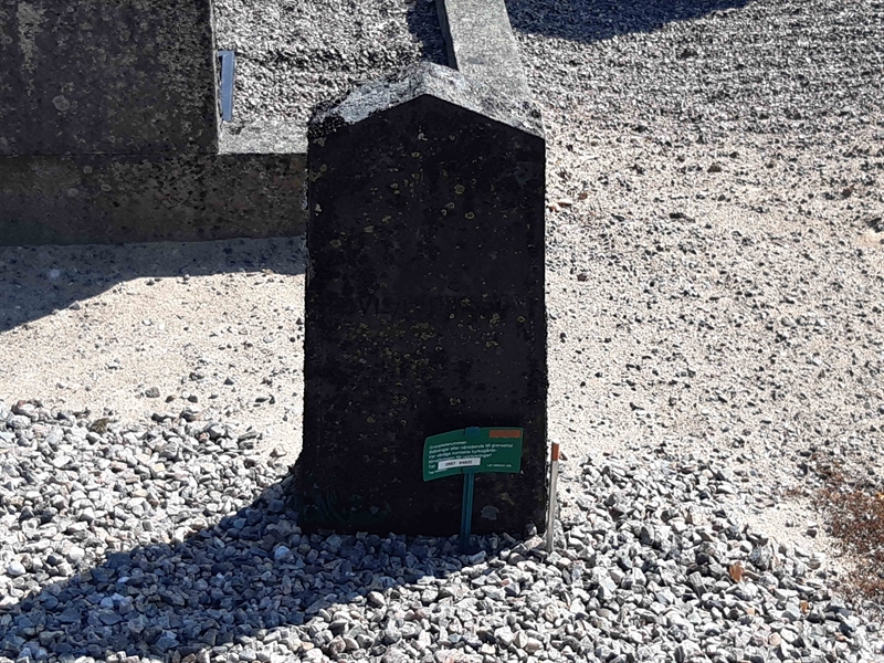 Grave number: VI V:A   238