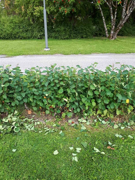 Gravnummer: NK F C    80