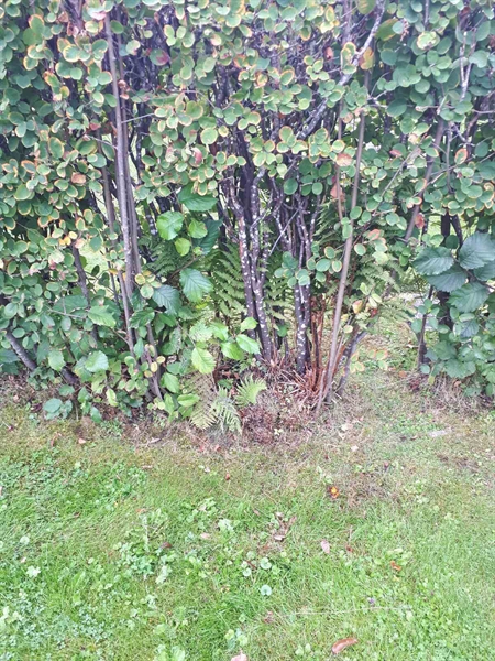 Hautatunnus: NK F G   142