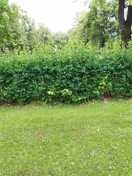 Gravnummer: GK F 5   405