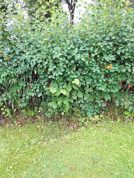 Gravnummer: GK F 5   572