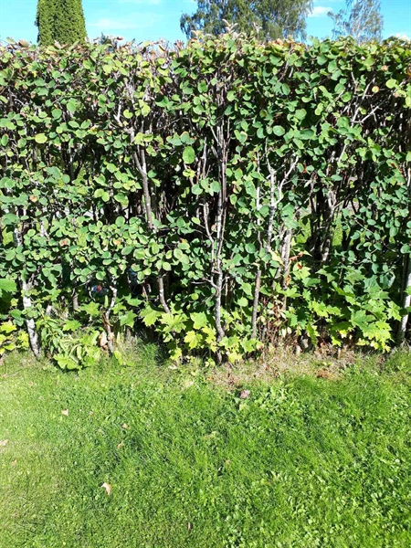 Grave number: NK F G    36