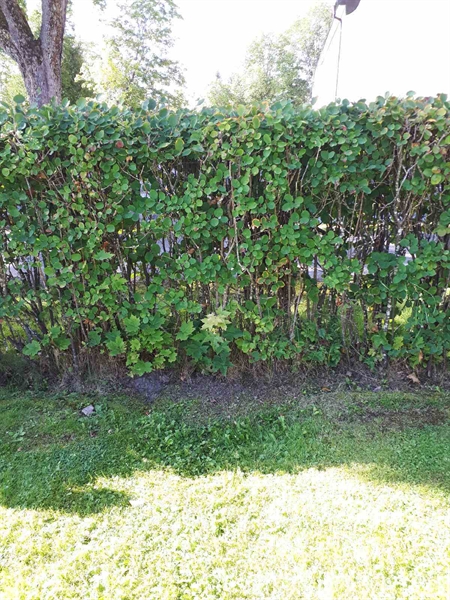 Grave number: NK F G     4