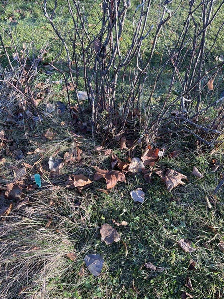 Gravnummer: GK A 3   593