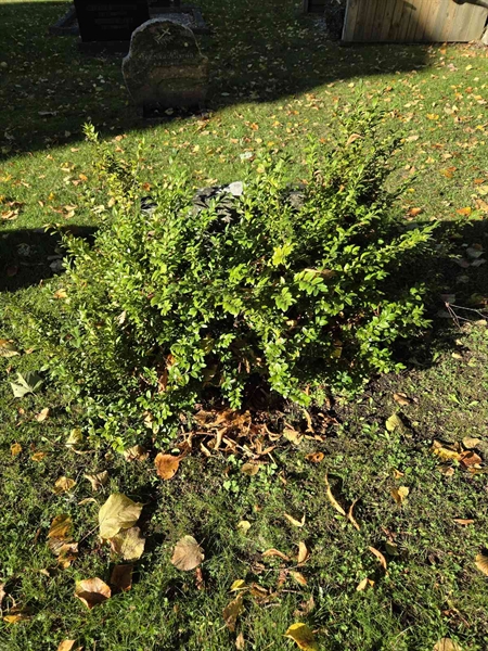 Grave number: Ö A B   413