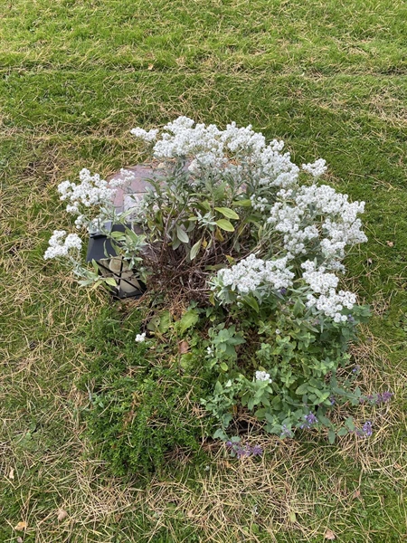 Hautatunnus: 2 C   431-432