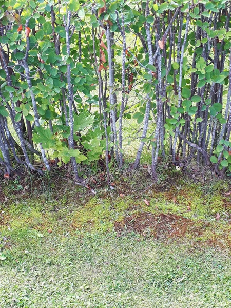 Gravnummer: NK F A   121