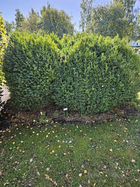 Hautatunnus: Fr 7   612-613
