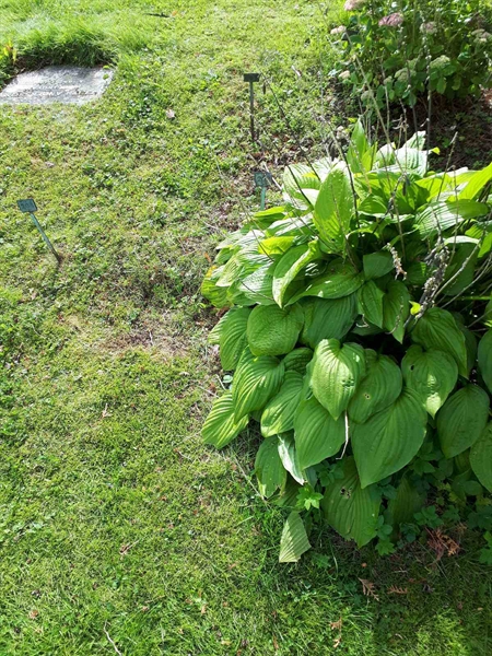 Gravnummer: NK A A   202