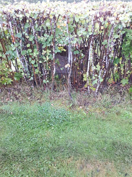 Gravnummer: NK F B   136