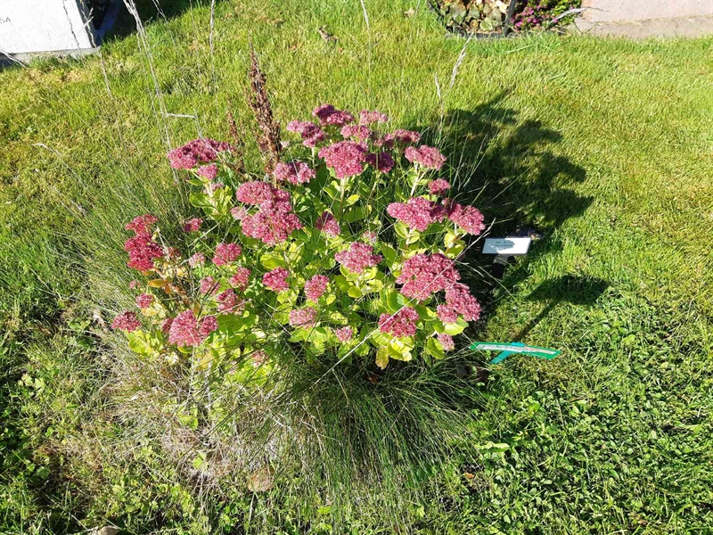 Hautatunnus: Fr 8   170