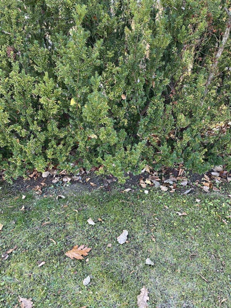 Gravnummer: GK A 3   631