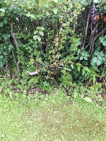 Gravnummer: GK F 5   570