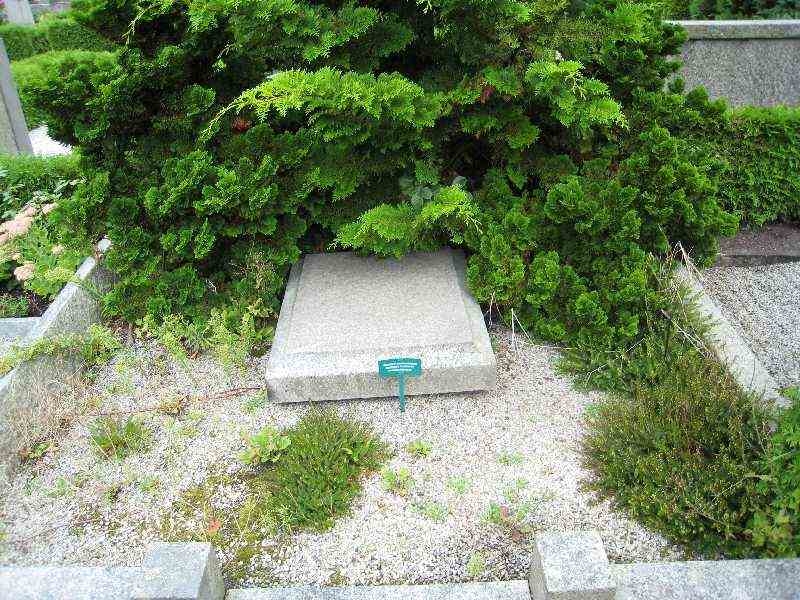 Grave number: NK VIII    50