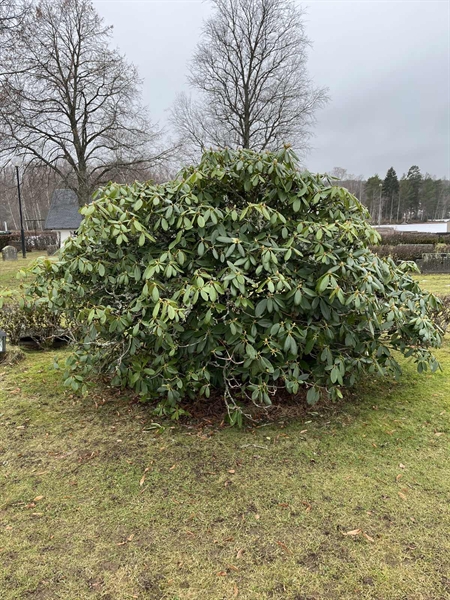 Hautatunnus: Vårv Kv4 143+144